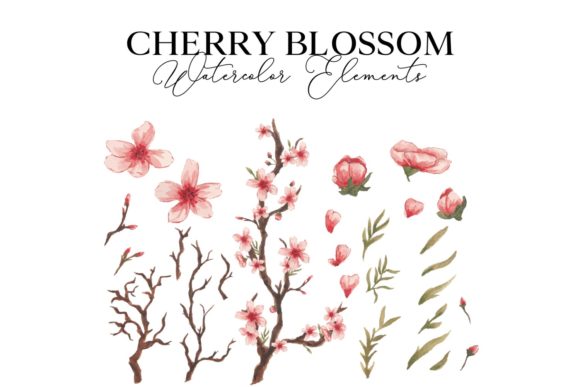 Cherry Blossom Watercolor Illustration