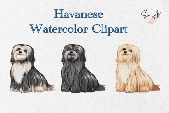 Havanese Dog Watercolor Clipart and Illustrations