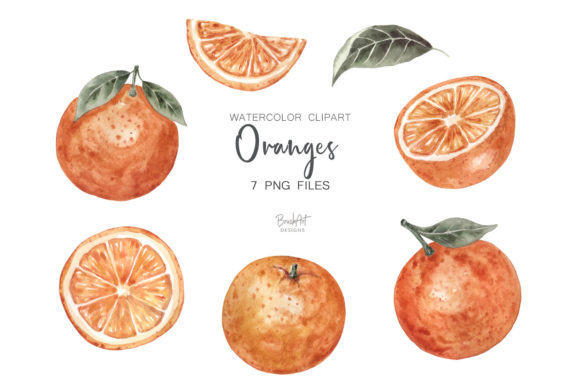 Oranges Watercolor Clipart and Illustrations