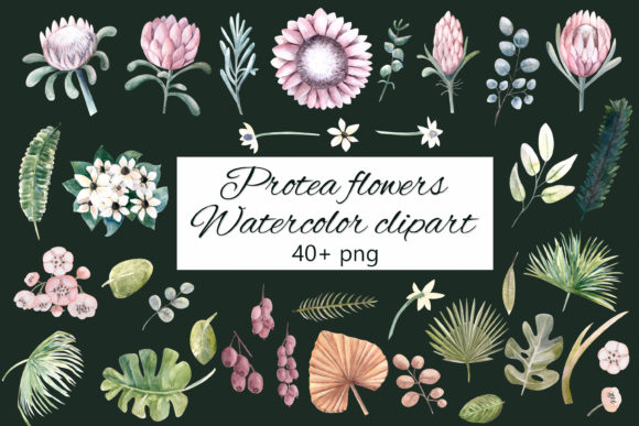 Protea Flowers. Watercolor Clipart and Illustrations