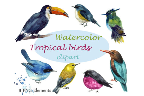 Watercolor Birds Clipart Tropical Png