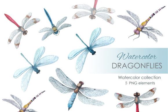Watercolor Clipart Digital Insect Png Illustrations