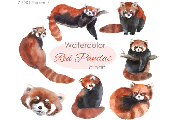 Watercolor Clipart. Red Panda Png