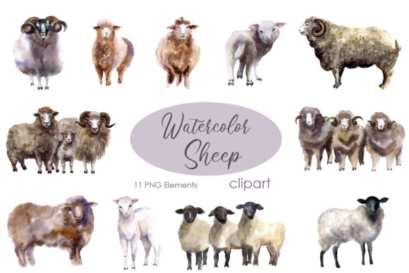 Watercolor Clipart Sheep Illustrations