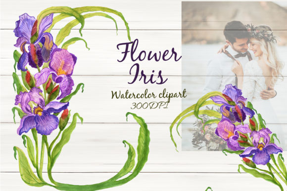 Watercolor Flower Iris Spring Clipart and Illustrations