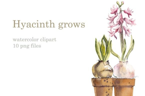 Watercolor Growing Hyacinth Illustrations