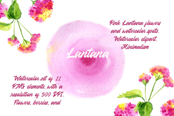Watercolor Pink Flowers Lantana Set. Wed Illustrations