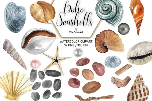 Watercolor Seashell Illustrations