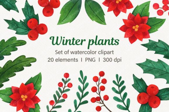 Winter Plants Watercolor Clipart and Illustrations